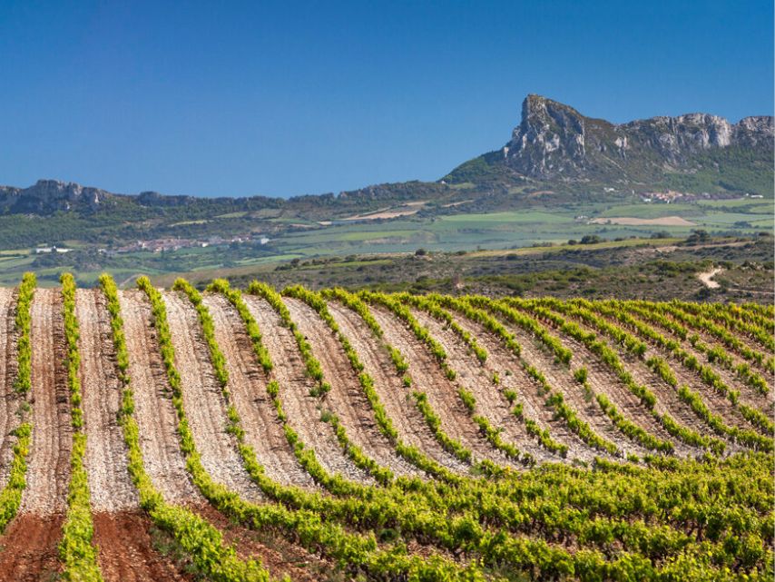 Bodegas LAN_Culmen _2019_WBSS24